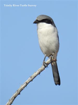 SC 8 